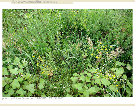 My Berlin Photos Berlin is GREEN grassland